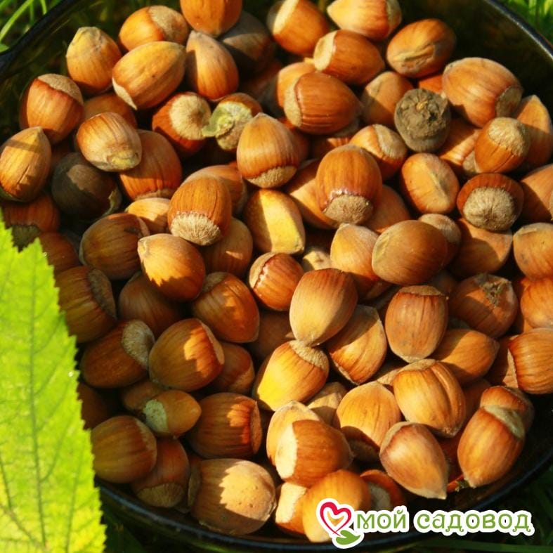 Фундук Анапский