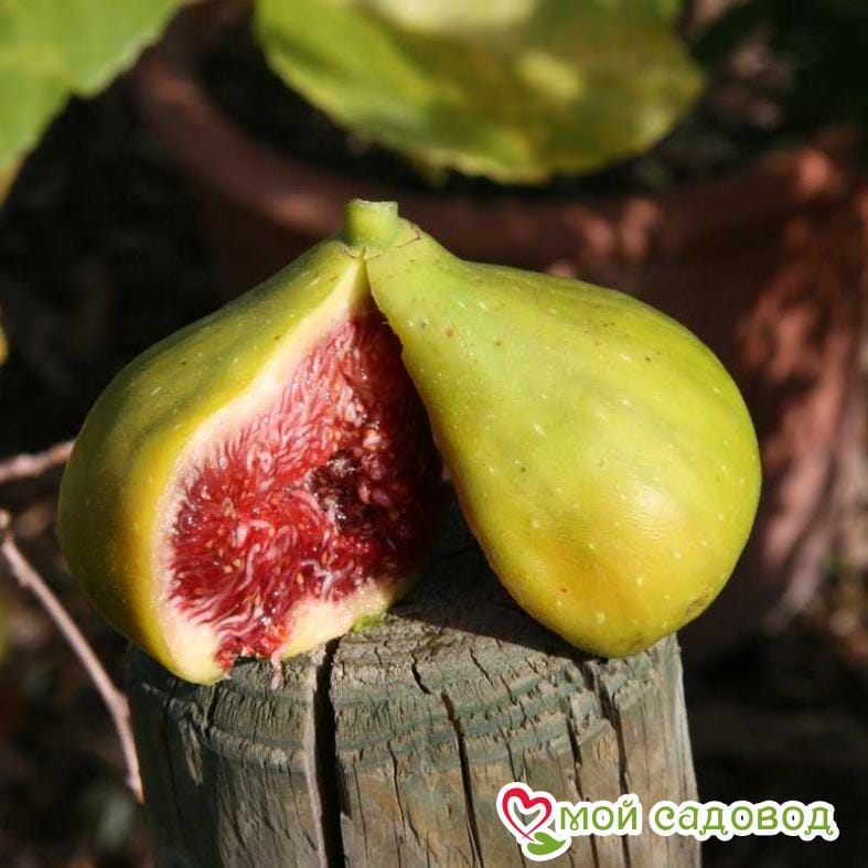 Инжир Далматский