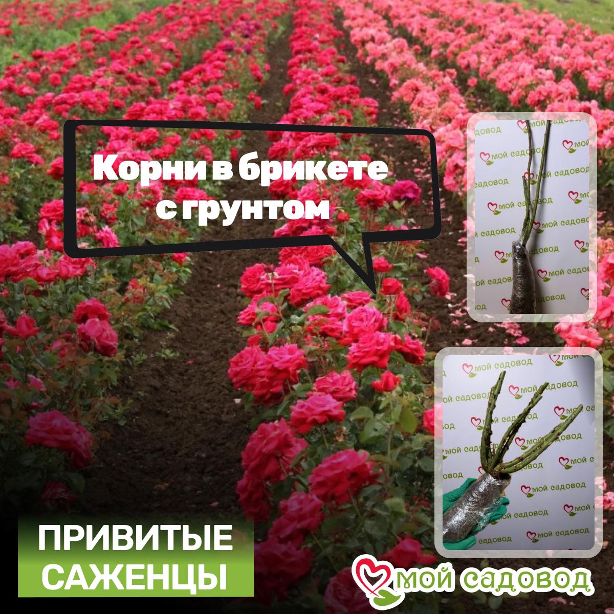 Роза чайно-гибридная Филателия