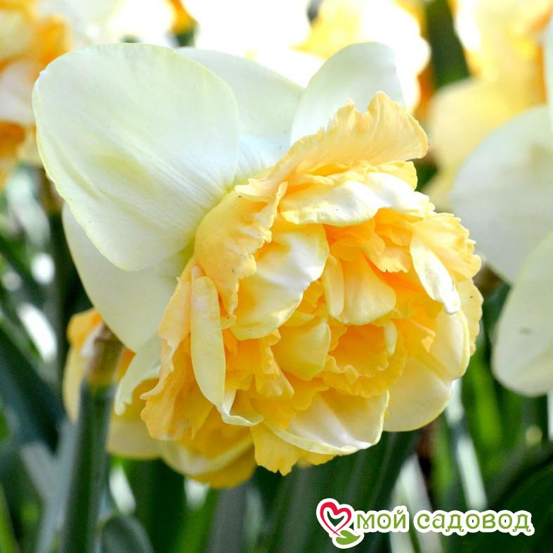 Нарцисс Арт Дизайн